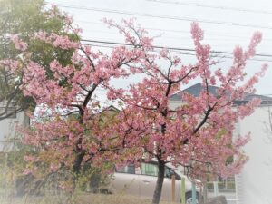 施工例「リフォーム」アップいたしました|今年も綺麗に咲いてくれて嬉しいです。|愛知県大府市・東海市・東浦町｜外構・エクステリア・お庭専門工事のサンガーデン