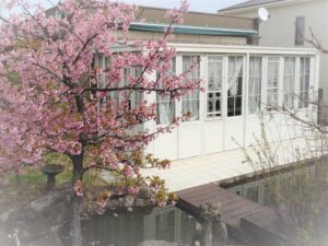 施工例「リフォーム」アップいたしました|弊社の河津桜です。|愛知県大府市・東海市・東浦町｜外構・エクステリア・お庭専門工事のサンガーデン